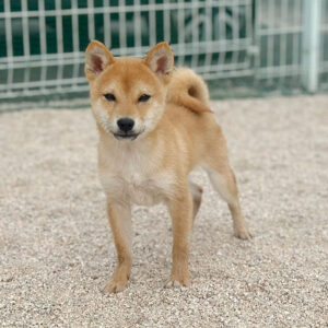 富士野荘 岡山の極小豆柴犬