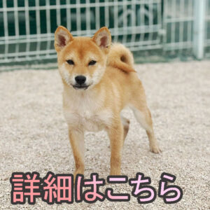 岡山の直ぐお飼いになれる犬