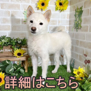 岡山の直ぐお飼いになれる犬