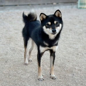 富士野荘 岡山の極小豆柴犬