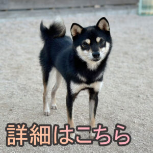 岡山の直ぐお飼いになれる犬