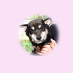 豆柴母犬 アッコちゃん