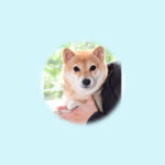 極小豆柴母犬 チアキちゃん