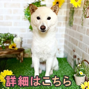 岡山の直ぐお飼いになれる犬
