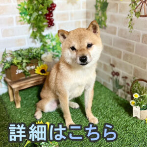 岡山の直ぐお飼いになれる犬