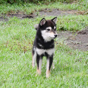 今すぐ飼える若犬