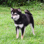 <span class="title">今すぐお飼いになれる若犬 TH-101</span>