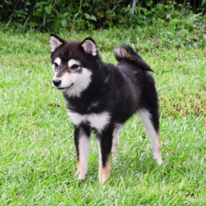 今すぐ飼える若犬