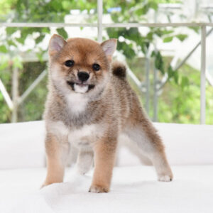 母犬 極小豆柴犬