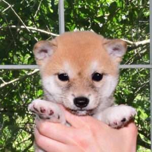 母犬 極小豆柴犬