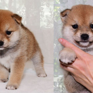 母犬 極小豆柴犬