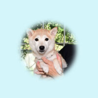 令和5年 8月 4日  極小豆柴 ハピネスちゃんが出産しました