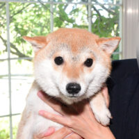 令和5年 8月 6日  極小豆柴 シノブちゃんが出産しました
