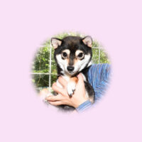 令和5年 8月 1日  豆柴 ミモザちゃんが出産しました