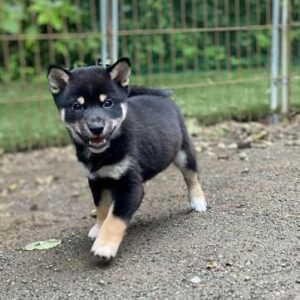母犬 豆柴犬