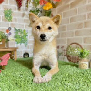 岡山の極小豆柴犬