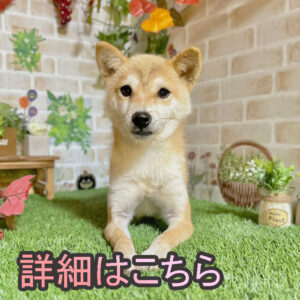 岡山の極小豆柴犬