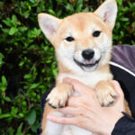 <span class="title">今すぐお飼いになれる若犬 TH-100</span>