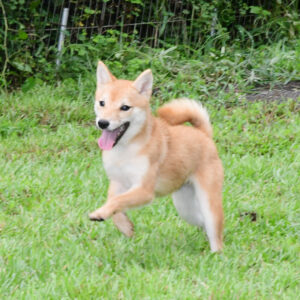 今すぐ飼える若犬