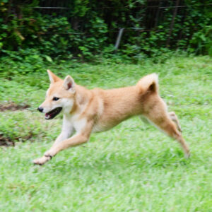 今すぐ飼える若犬
