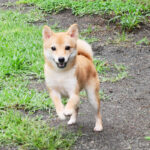 <span class="title">今すぐお飼いになれる若犬 TH-102</span>