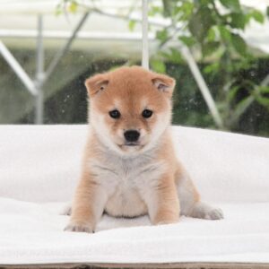 母犬 極小豆柴犬　※ご契約出来る子犬です※
