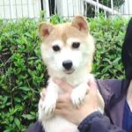 極小豆柴母犬 ロイちゃん