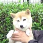 極小豆柴母犬 チアちゃん