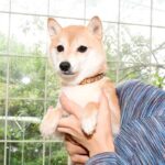 極小豆柴母犬 イサちゃん