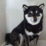 極小豆柴母犬 ヤムチャちゃん