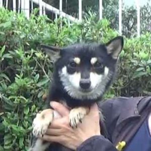 極小豆柴母犬 ヤムチャちゃん