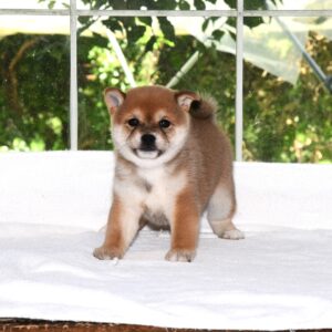 母犬 極小豆柴犬　※ご契約出来る子犬です※