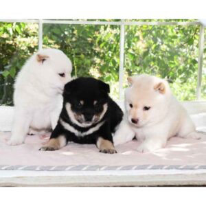 子犬との対面・販売会について
