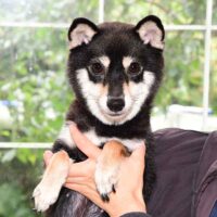 令和5年 8月25日  極小豆柴犬 クロミツちゃんが出産しました
