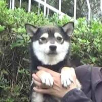 令和5年 8月26日  極小豆柴犬 コノカちゃんが出産しました