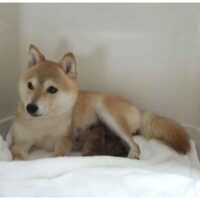 令和5年 8月30日  極小豆柴犬 モナミちゃんが出産しました