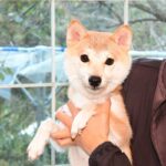 極小豆柴母犬 ネオちゃん