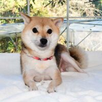 令和5年 9月 4日  極小豆柴犬 リイナちゃんが出産しました