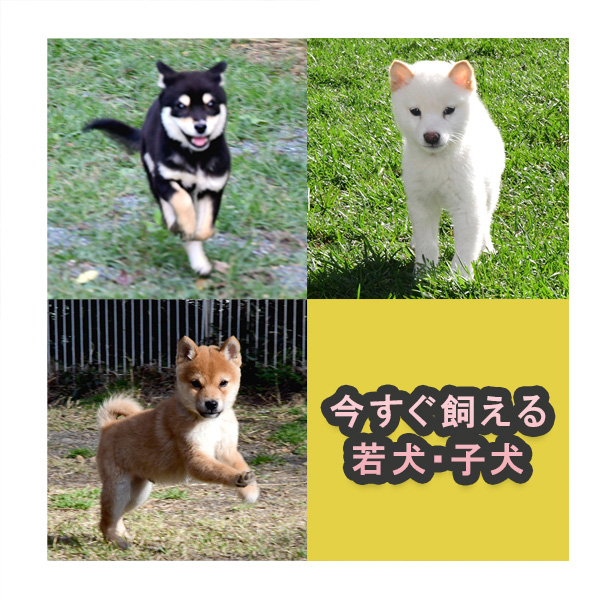 今すぐ飼える子犬･若犬