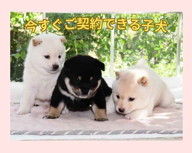 新富士野荘の子犬の販売会のイメージ画像