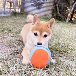 今すぐ飼える若犬