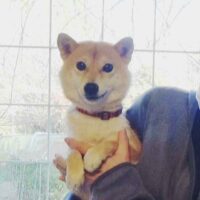 令和5年 9月11日  極小豆柴犬 プリマちゃんが出産しました