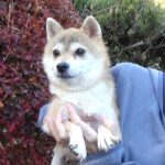 <span class="title">令和5年 9月17日  極小豆柴犬 ポンちゃんが出産しました</span>