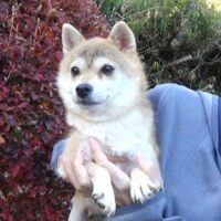 令和5年 9月17日  極小豆柴犬 ポンちゃんが出産しました