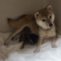 令和5年 9月27日  極小豆柴犬 ポエムちゃんが出産しました