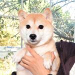 極小豆柴母犬 マナハちゃん