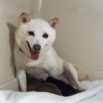 極小豆柴母犬 シータちゃん