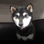 極小豆柴母犬 ジビちゃん