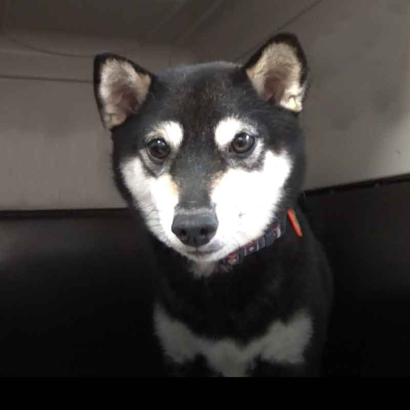 極小豆柴母犬 ジビちゃん