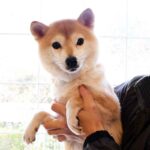 極小豆柴母犬 ナナハちゃん